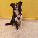 Peitoral Reforçado com Guia para Cachorros